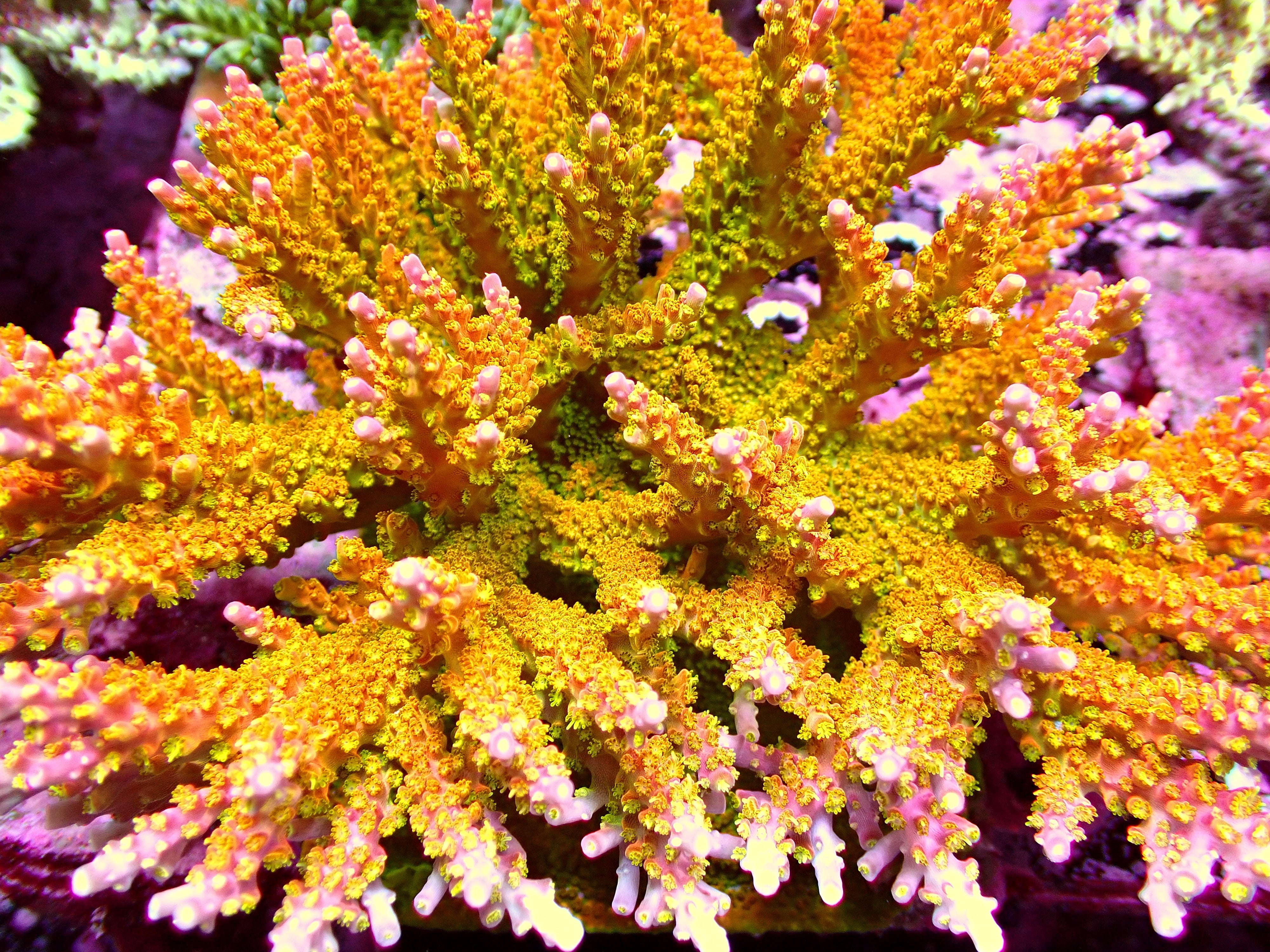 RRC (TGC) Tropicana Acropora – SPS tank