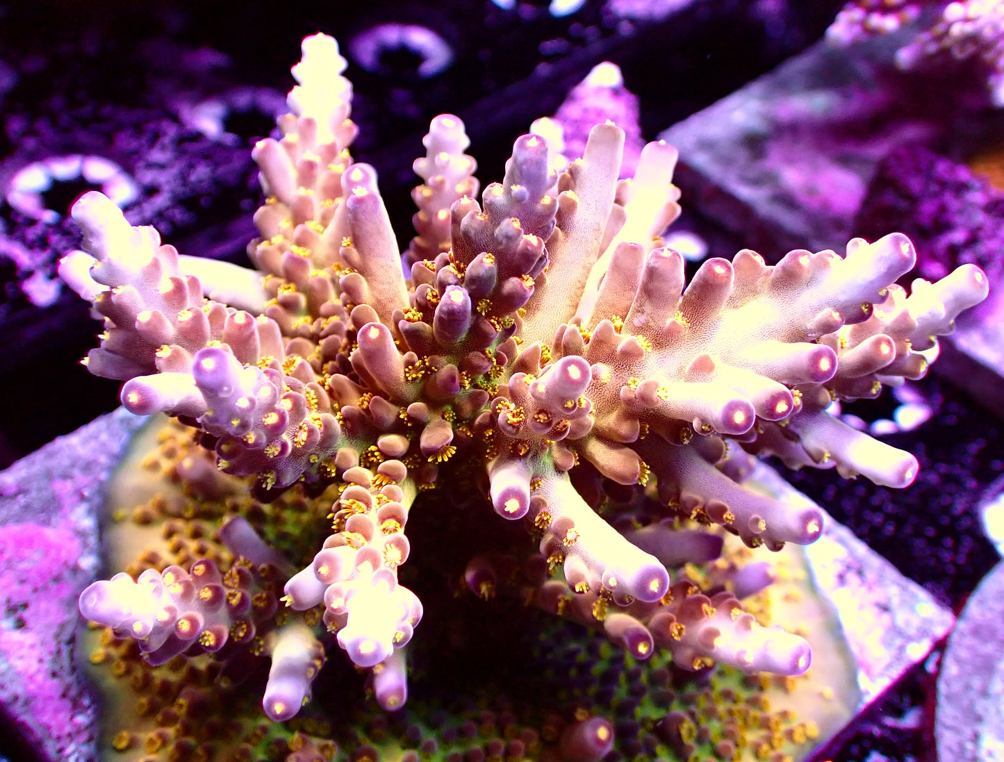 DEFUGIUMS Morning Star