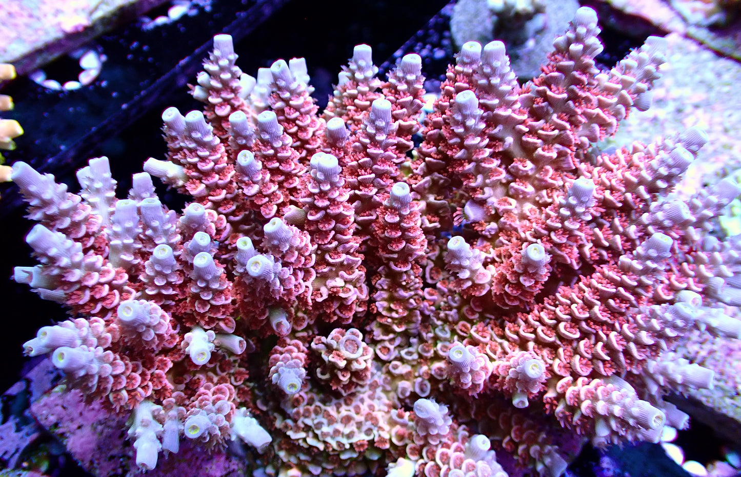 RRC LV