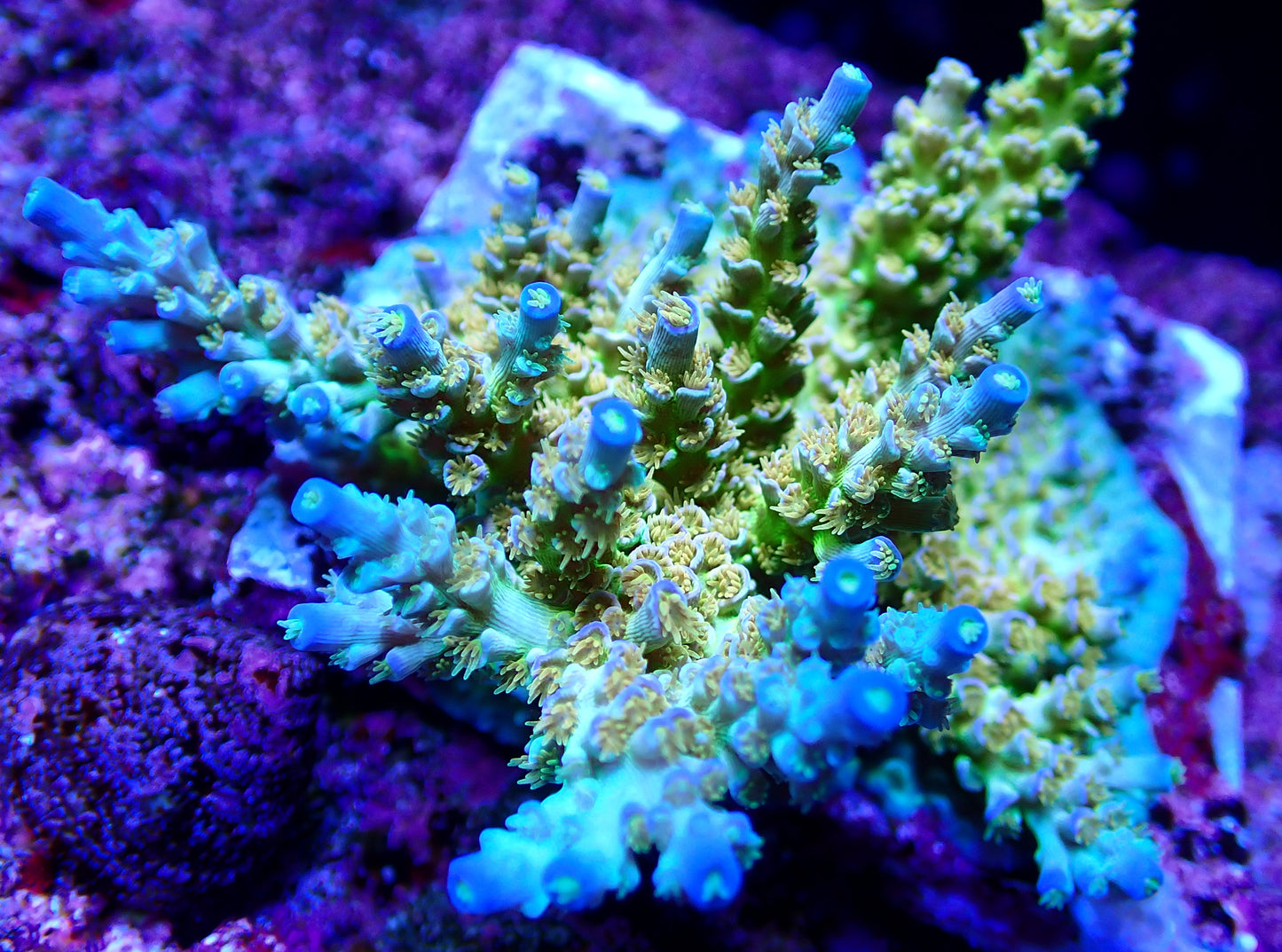RRC Orange Passion