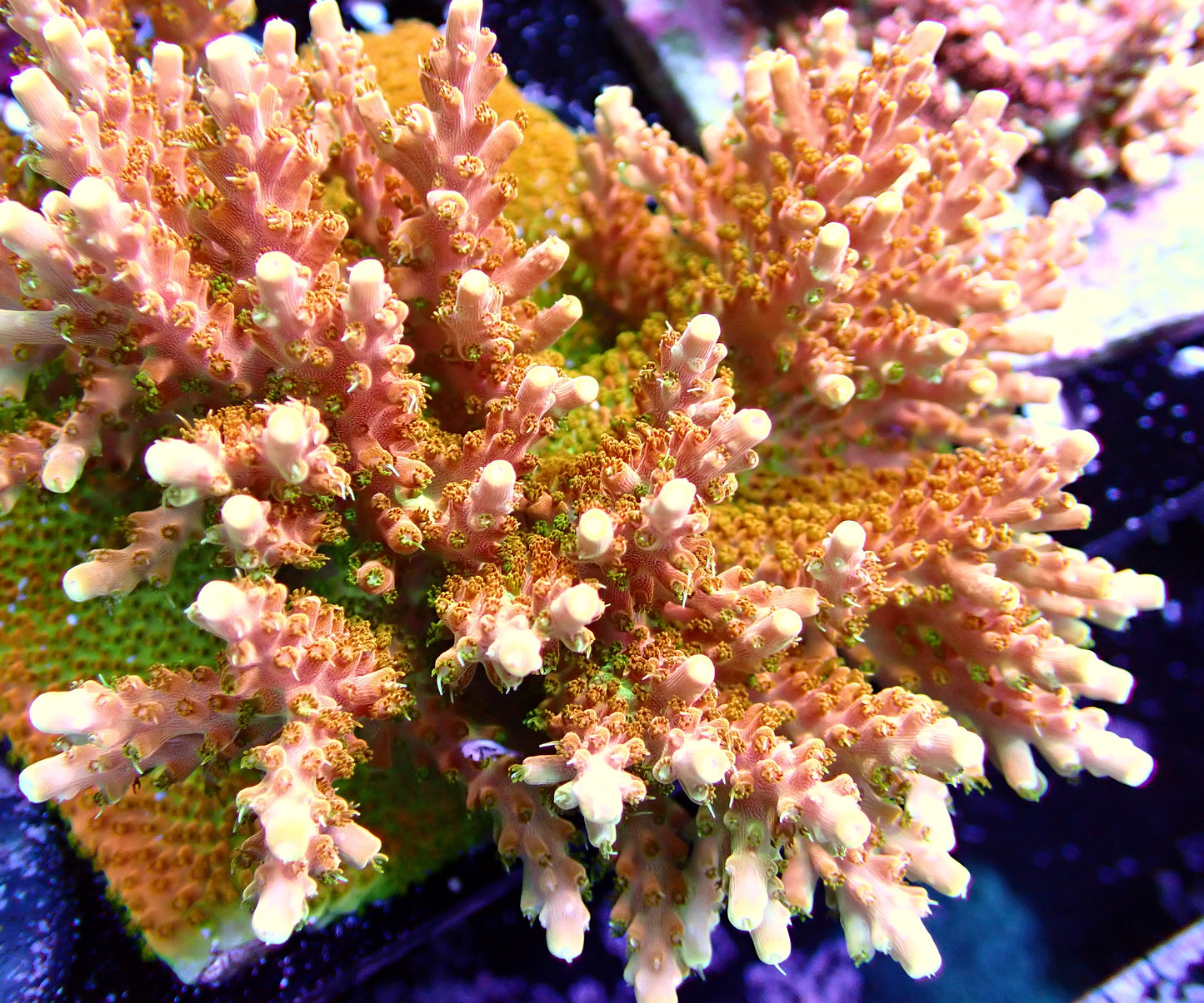 TGC Creamsicle