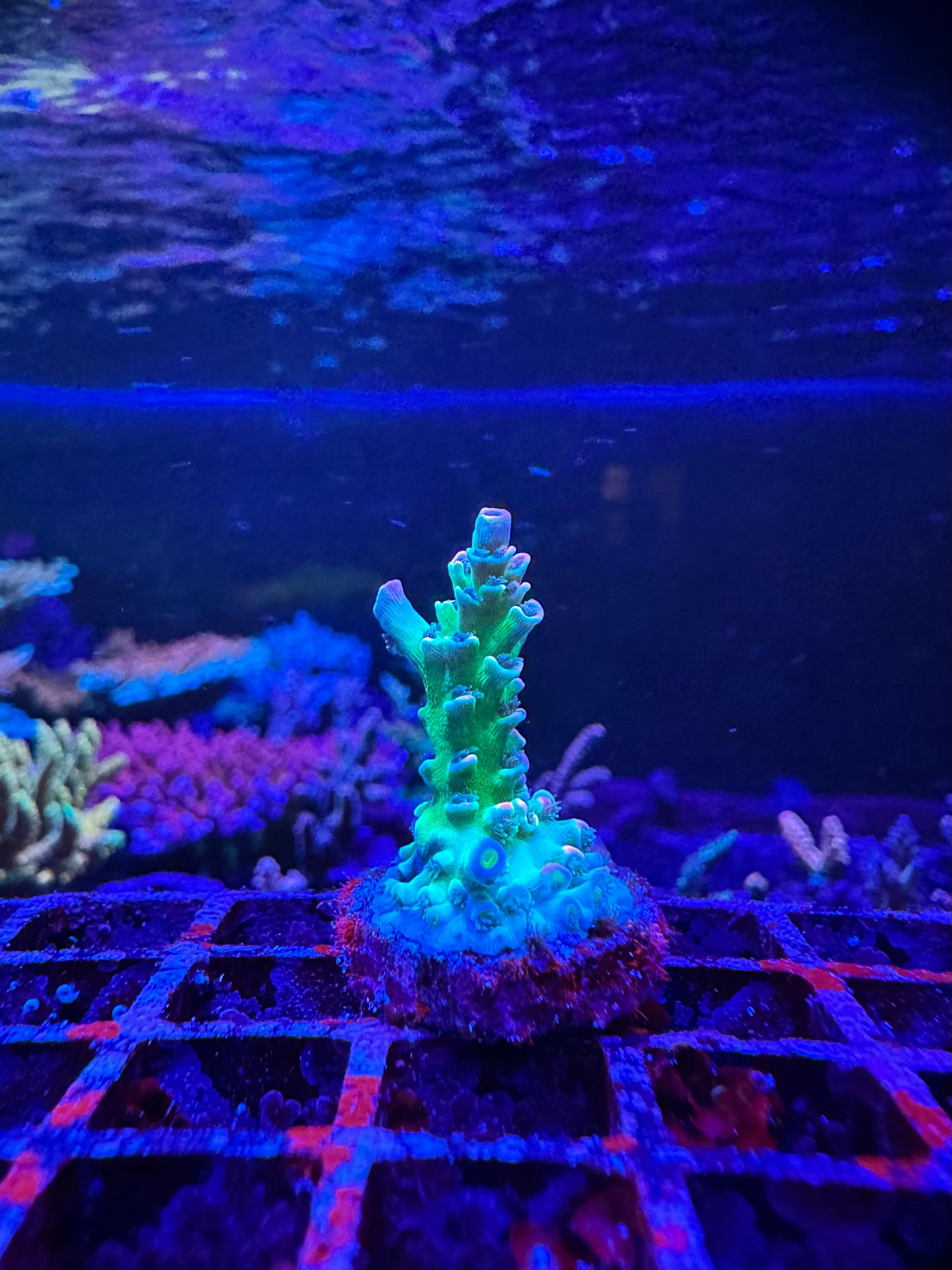 CC Pink Highlighter 1