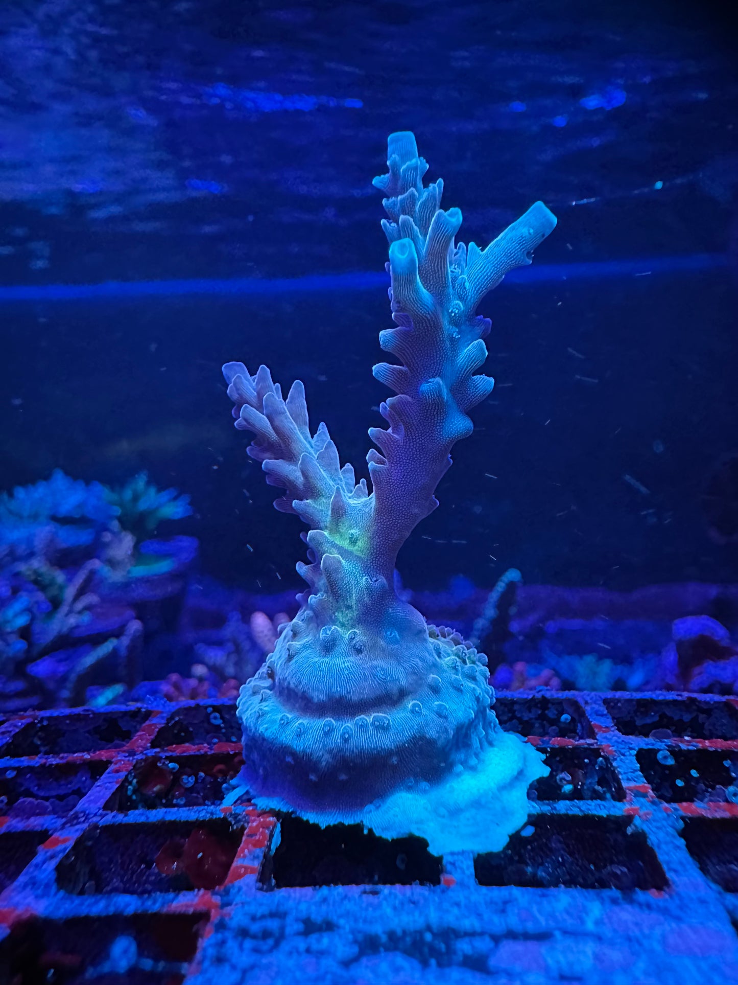 RRU Bleeding Avengers 2