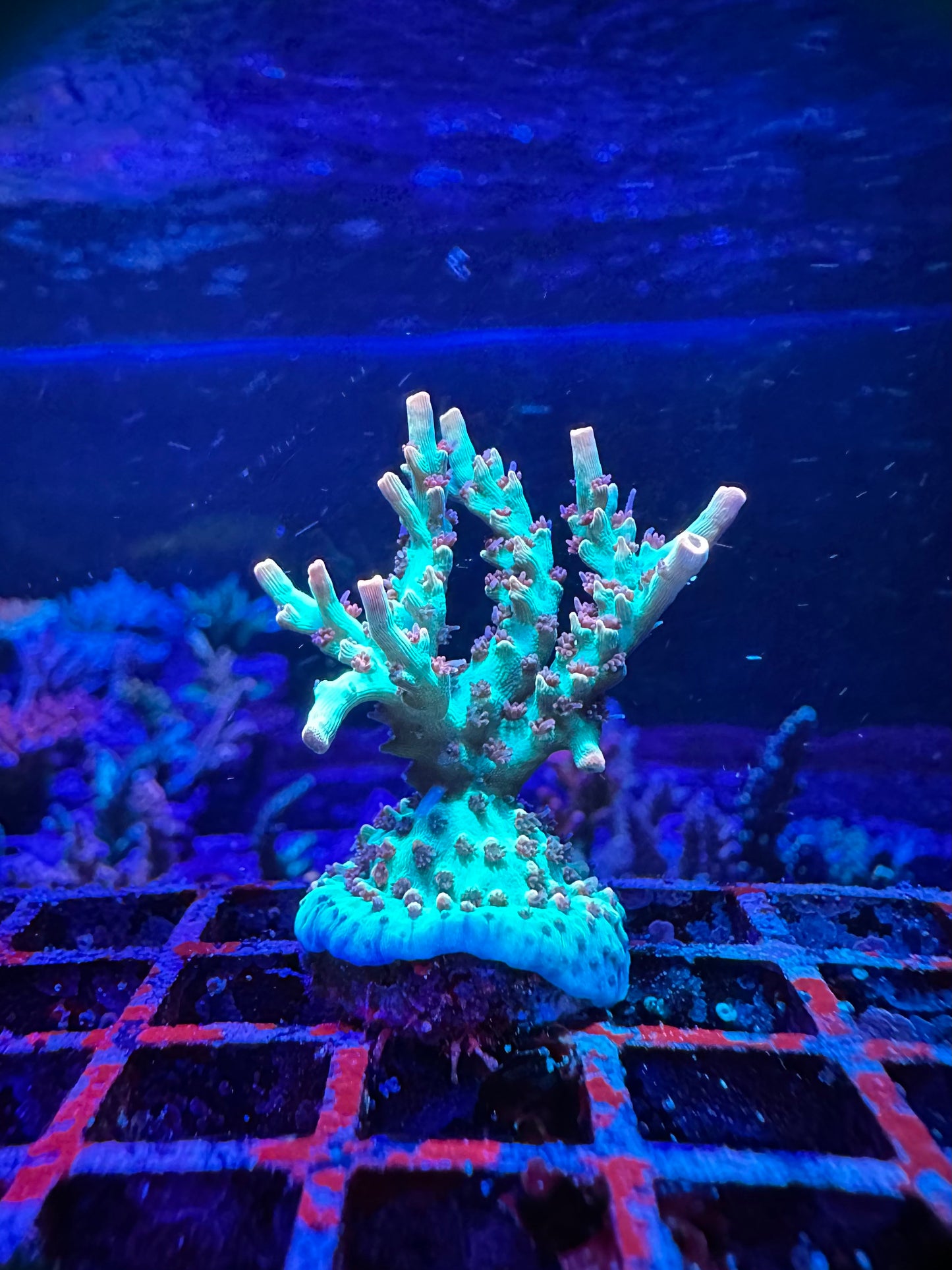 UC Strawberry Shortcake 1