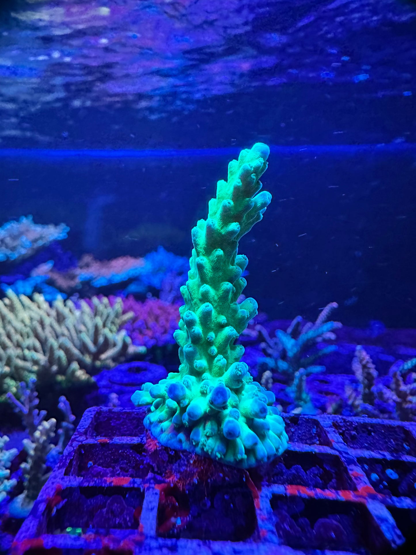 WET THUMB Mother of Pearl 1