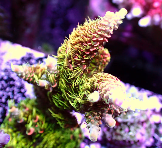 DOOLYS Heart of Te Fiti