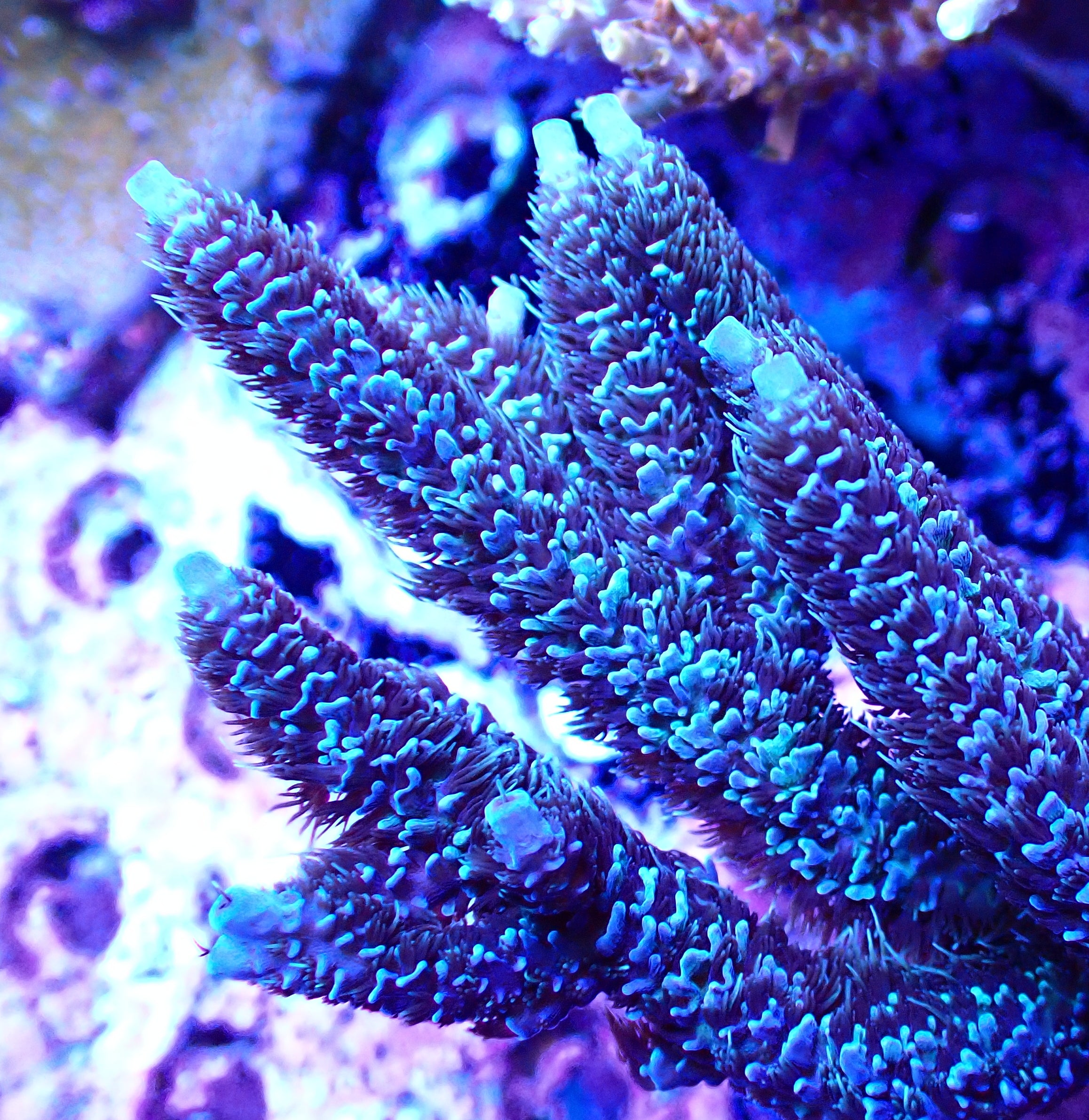 PALMERS Blue Millepora – SPS tank