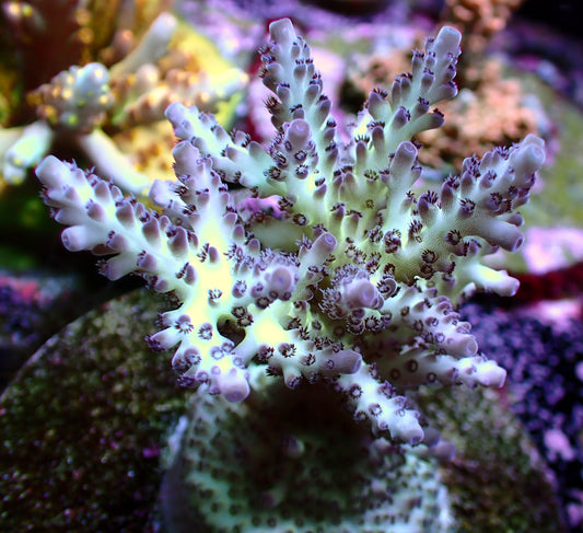 REEFPETS Ultraviolet