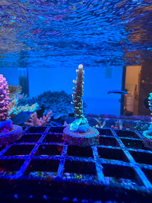 BKChem Froot Loops 1