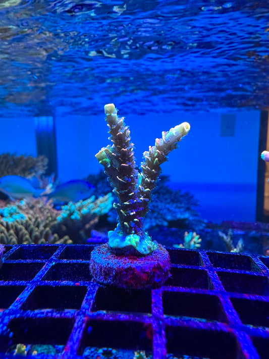 BKChem Froot Loops 2