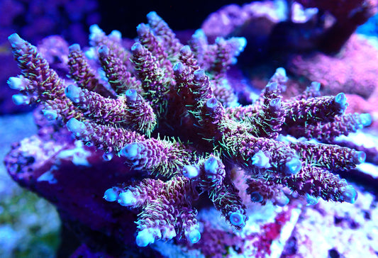 CC Bahama Mama