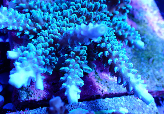 COPPS Turquoise Hoeksemai