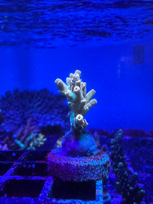 BKCHEM Creme de la Creme 1