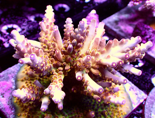 DEFUGIUMS Morning Star