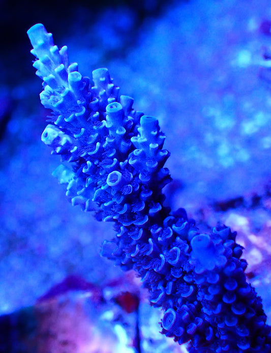 PENGS Heart of the Ocean