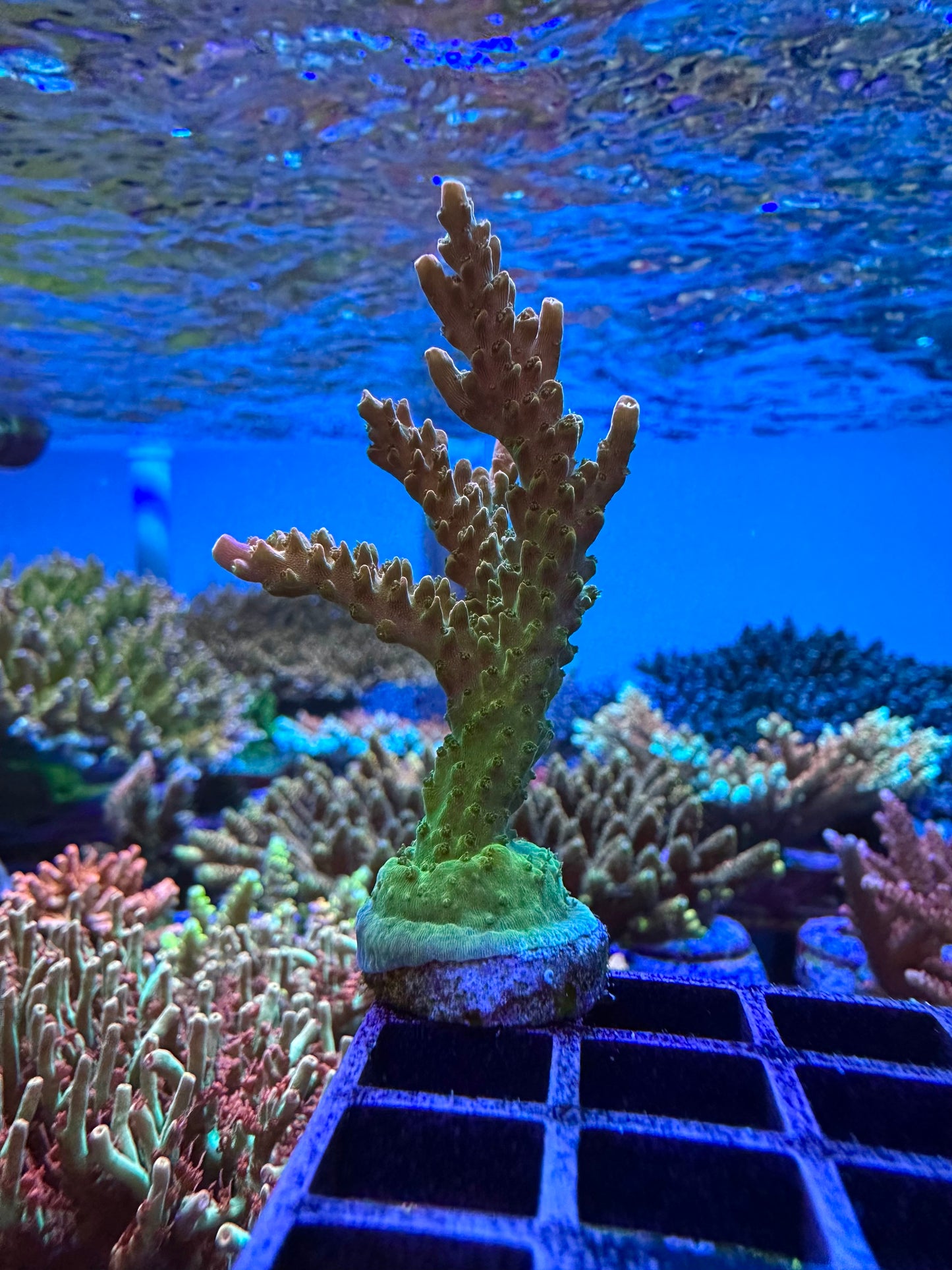 RR Tropicana Acropora 1
