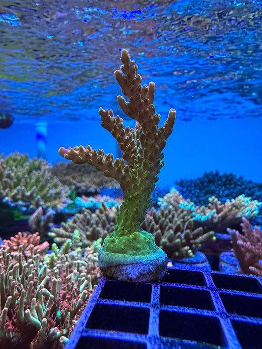 RR Tropicana Acropora 1