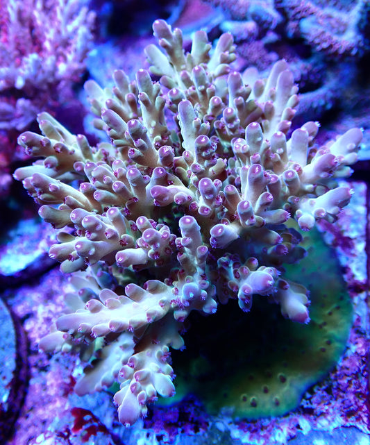 TUSI Rainbow Granulosa