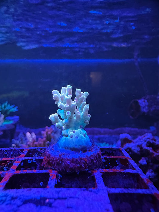 BKCHEM Creme de la Creme 1