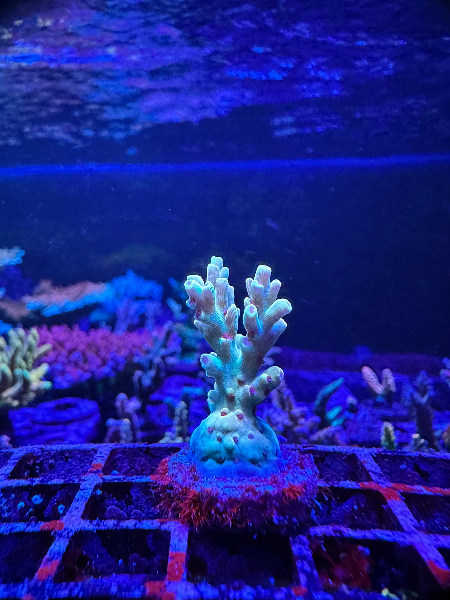 BKCHEM Creme de la Creme 2