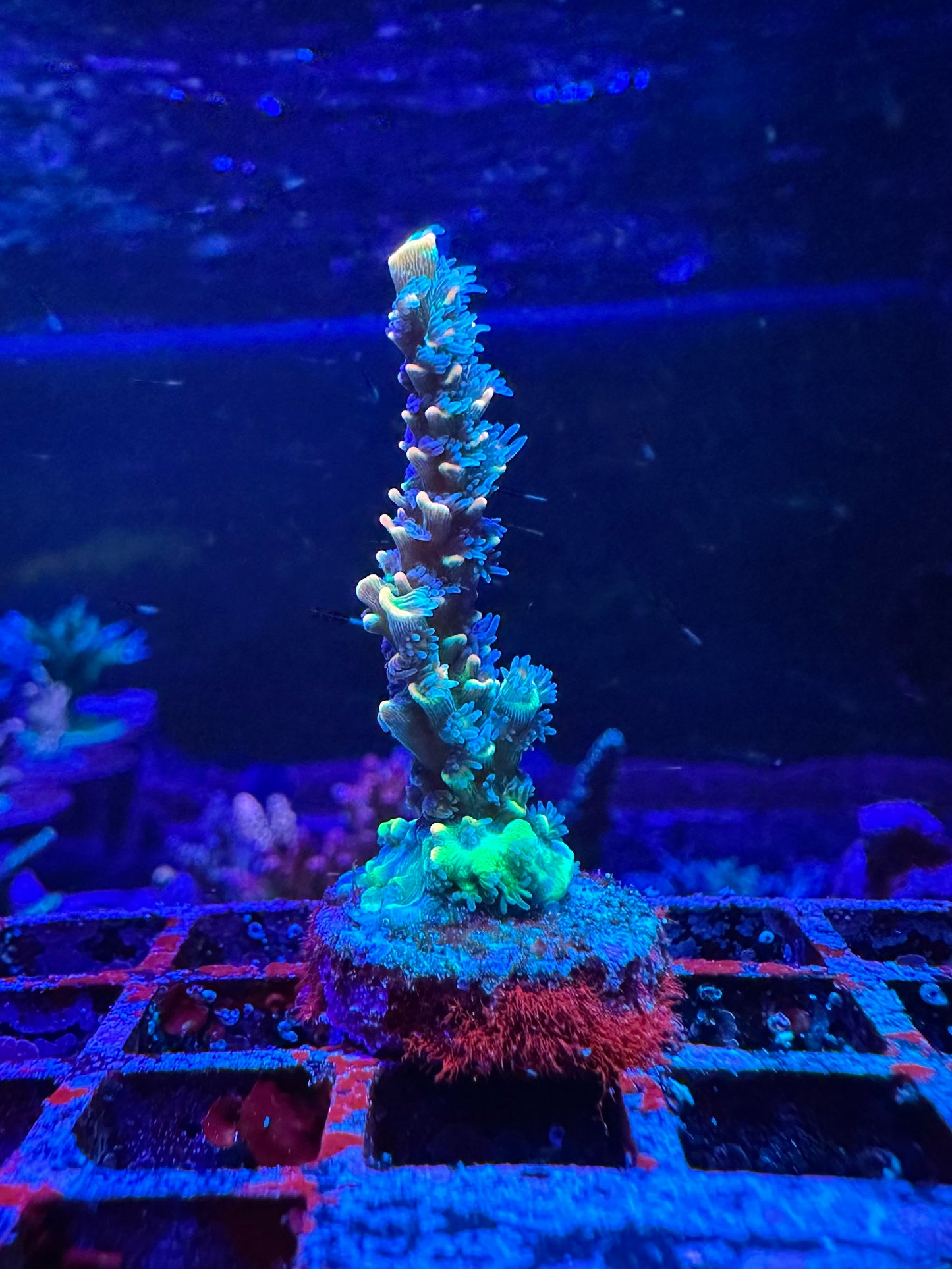 BKChem Froot Loops 1