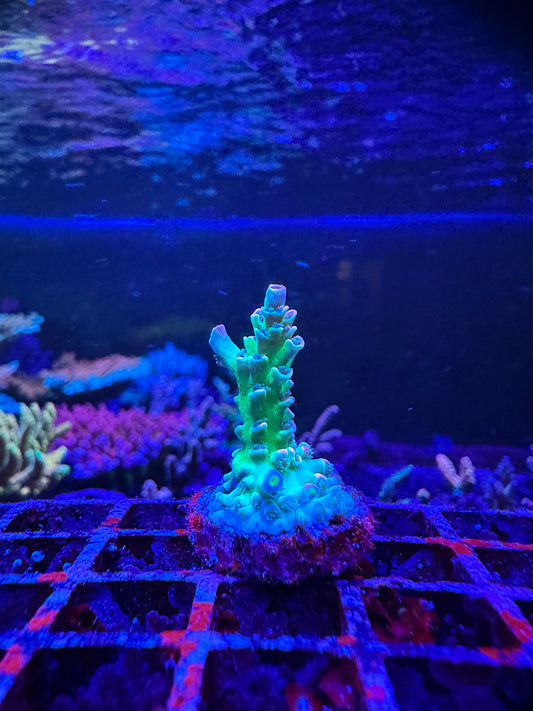 CC Pink Highlighter 1