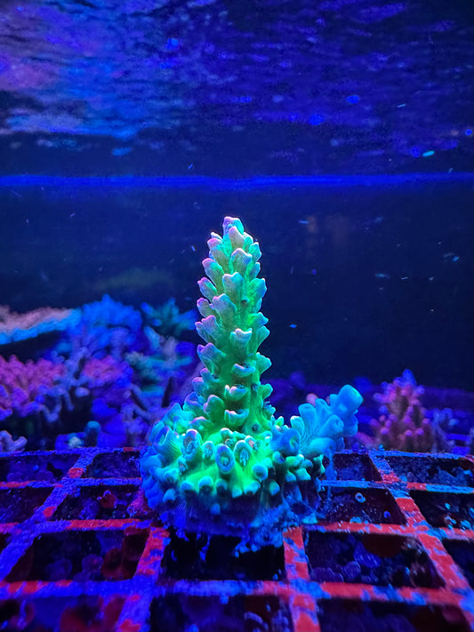 CC Pink Highlighter 2