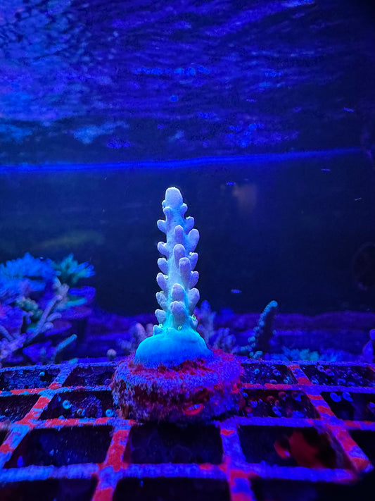 DEFUGIUMS Morning Star 1