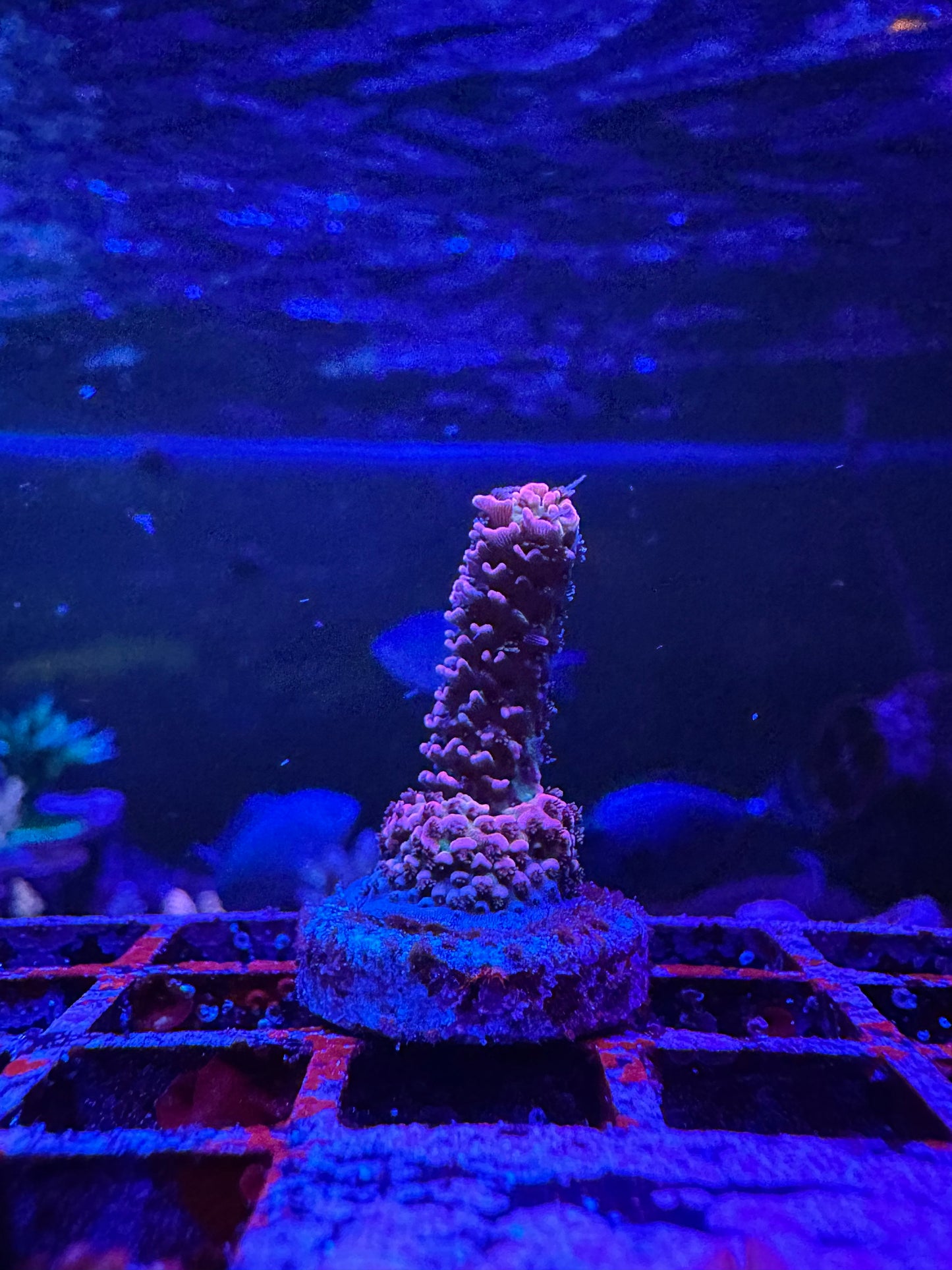 FARMER TY Lava Monster 1