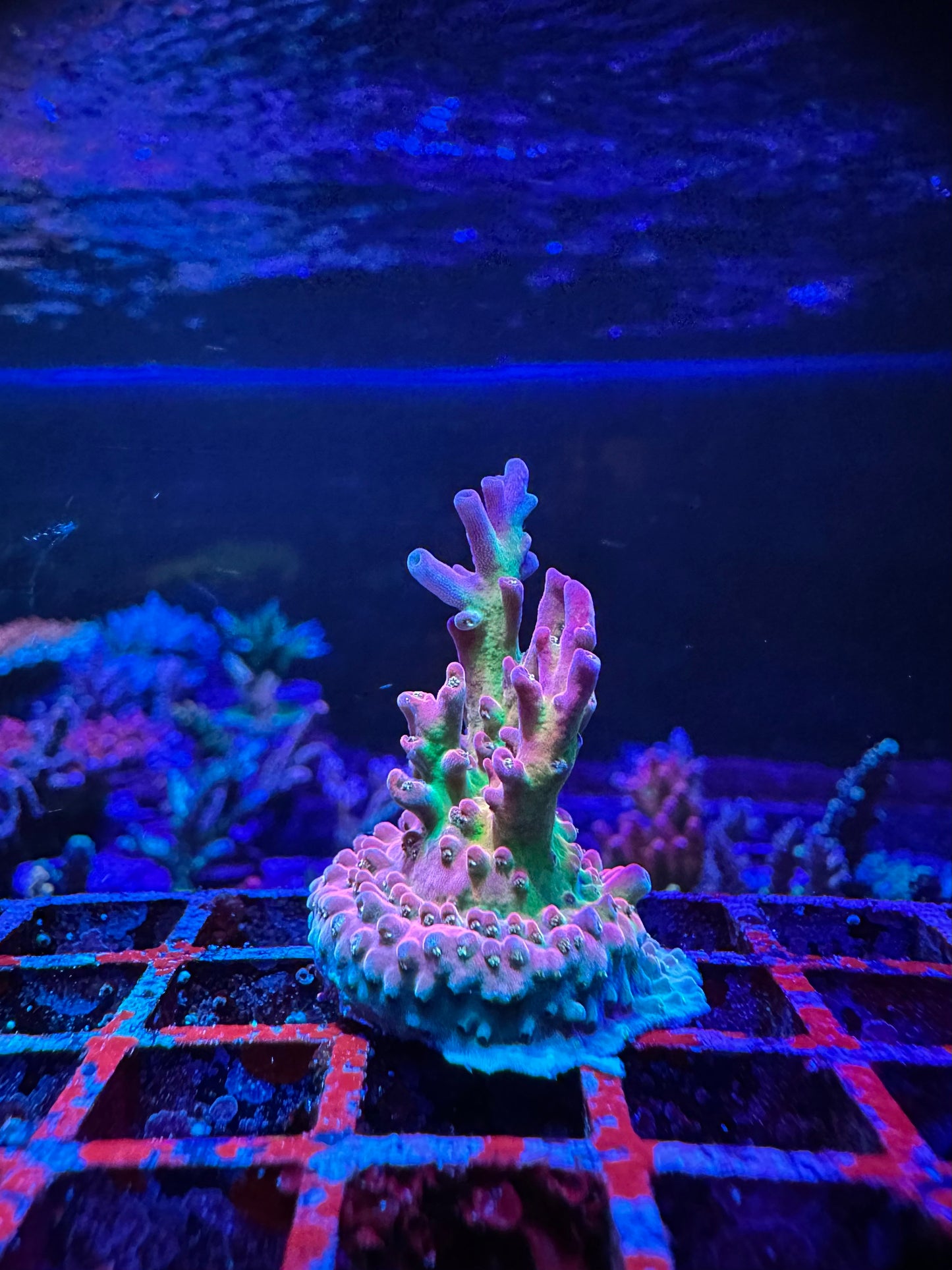 JF Frankies Neophobia 1