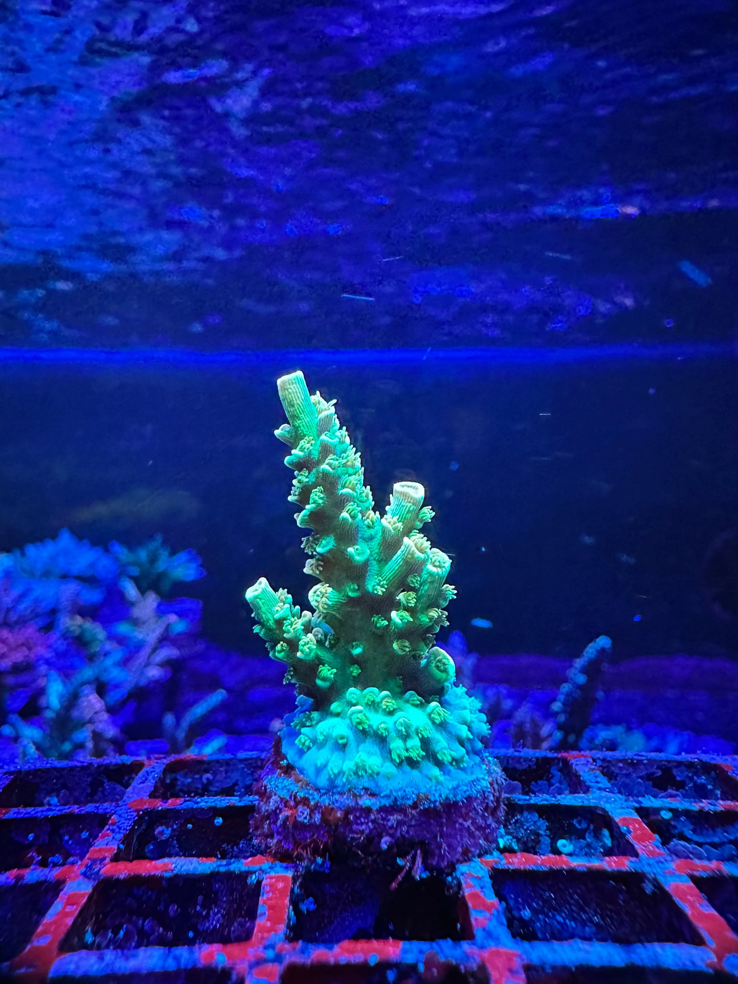 MATTV Rainbow Envy 1