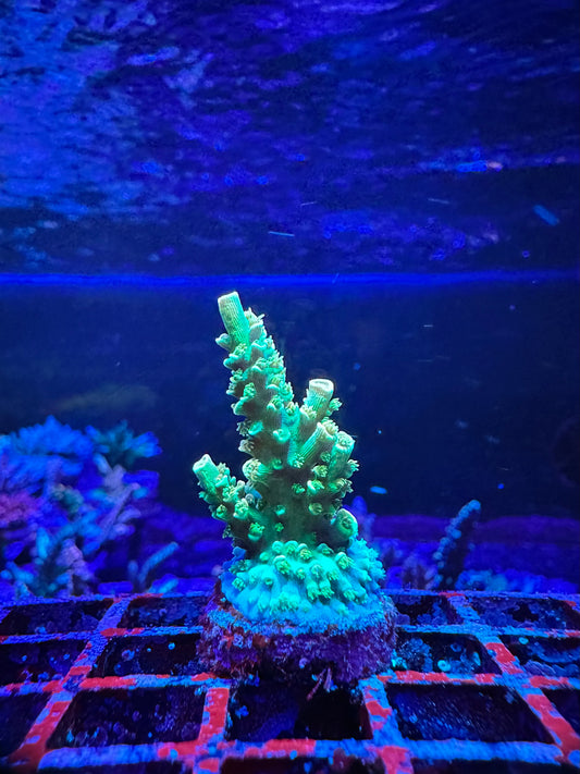 MATTV Rainbow Envy 1