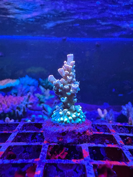 MATTV Time Machine 1