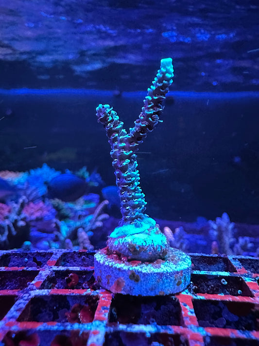 Palmers Blue Millepora 1