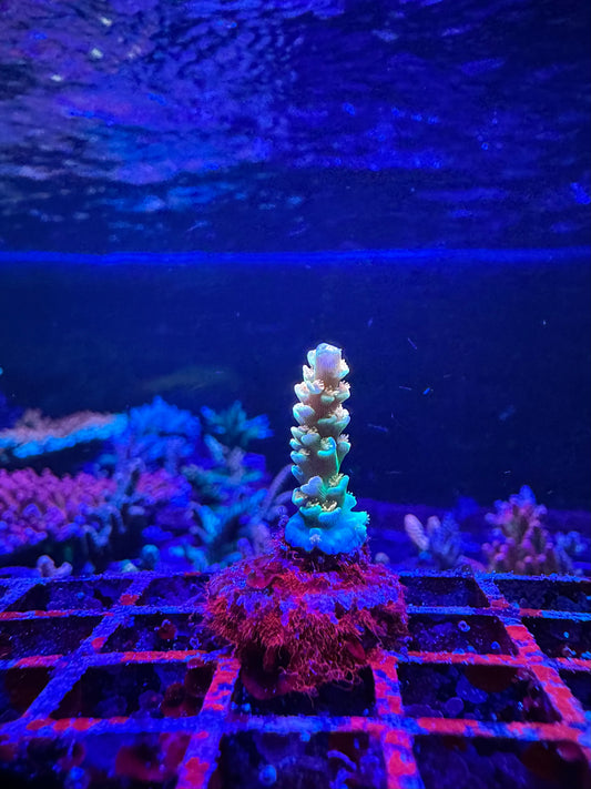 RRC Orange Passion 1