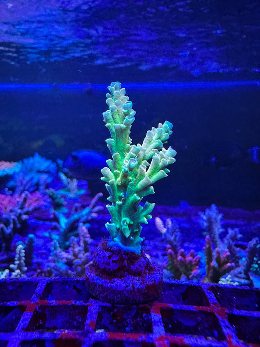 RRC Orange Passion 2