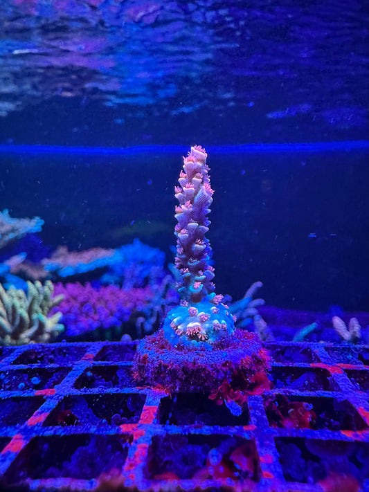 RRC Ultimate Orange Passion 2