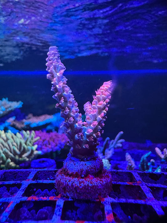 RRC Ultimate Orange Passion 1