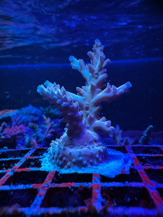 RRU Bleeding Avengers 1