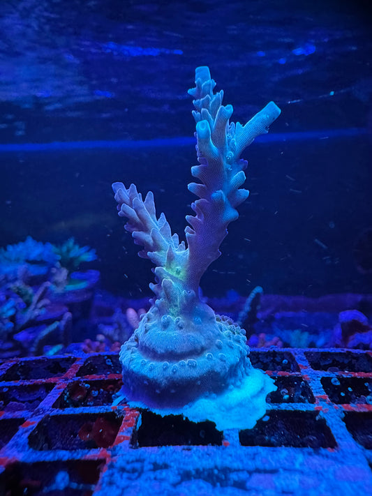 RRU Bleeding Avengers 2