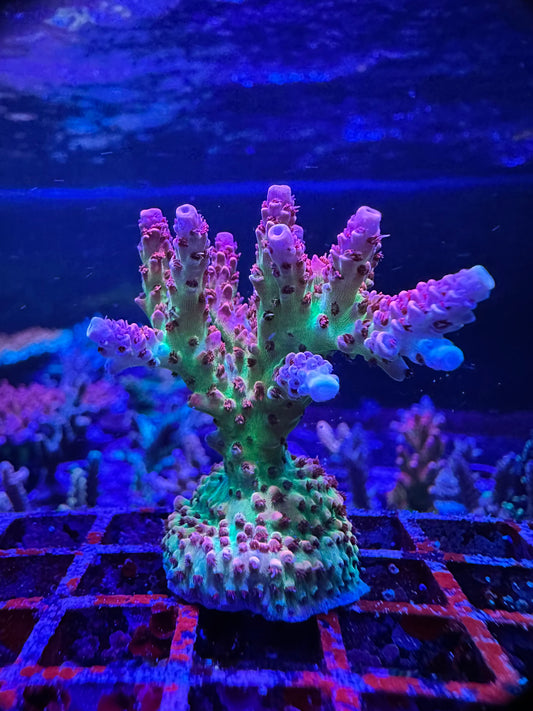 TSA Princess Peach 1