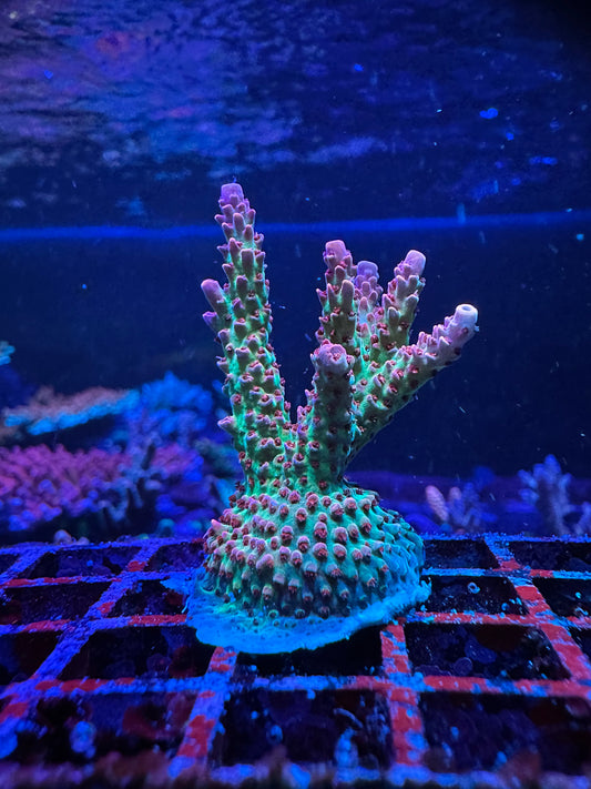 TSA Princess Peach 2