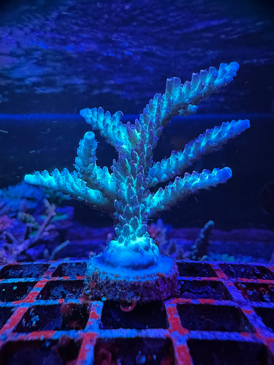 VIVID Rainbow Delight 1